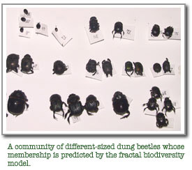Dung beetle samples arranged by size