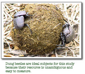 Two dung beetles on a dung ball.