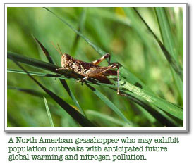 Grasshopper on a stem.