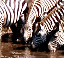 Zebras at the watering hole